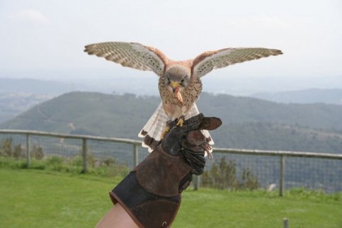 Roofvogeldemonstratie